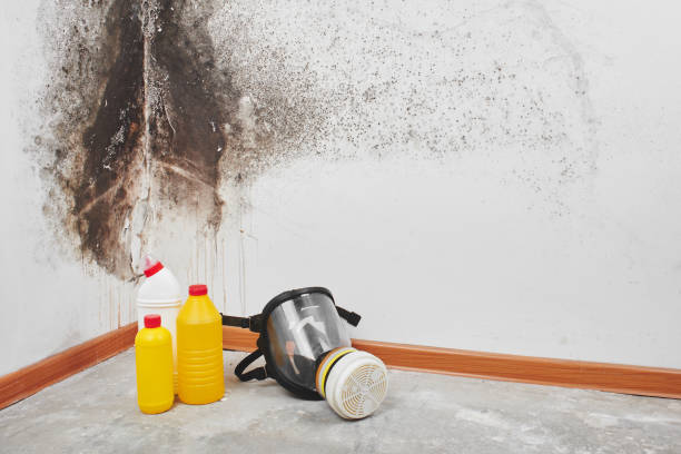 Best Commercial Mold Remediation in La Feria, TX