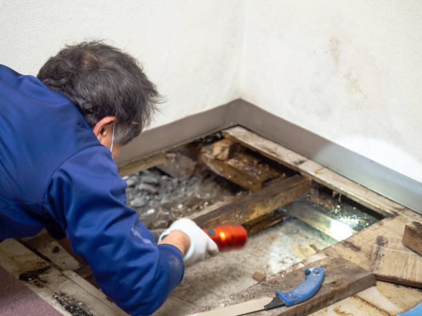 Best Crawl Space Mold Remediation in La Feria, TX