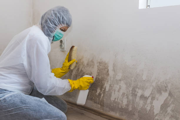 Best Mold Remediation for Schools in La Feria, TX