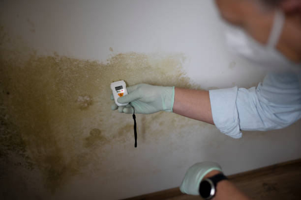Best Mold Remediation for Schools in La Feria, TX