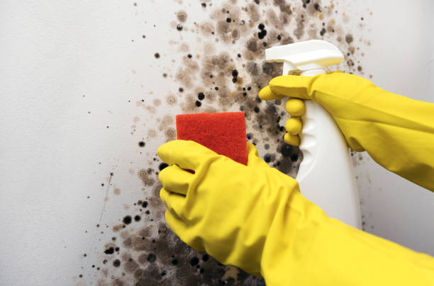 Best Residential Mold Remediation in La Feria, TX