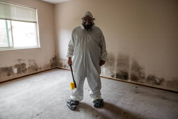 Best Black Mold Remediation in La Feria, TX