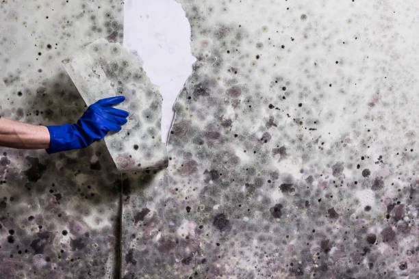 Professional Mold Remediation in La Feria, TX